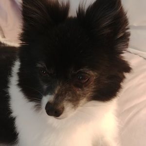 Meet your Posher, Bonita